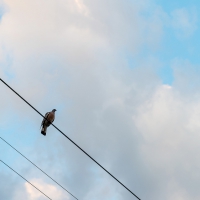 Birds on a wire: Don’t shoot power lines