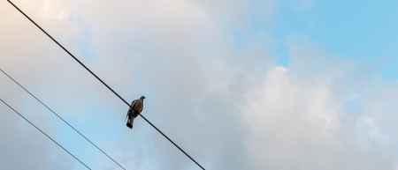 Birds on a wire: Don’t shoot power lines