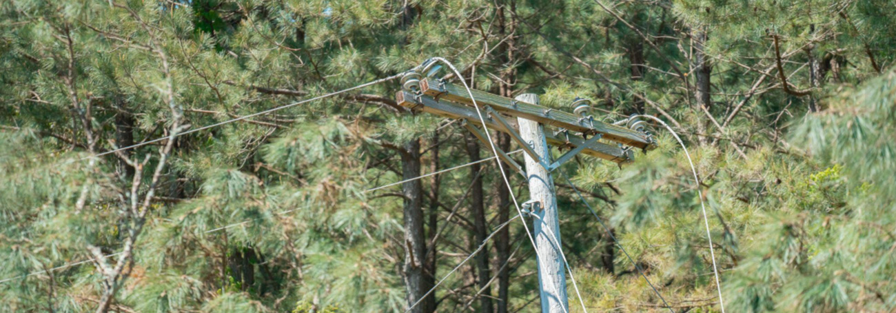 Downed power line surrounded by dry trees and vegetation